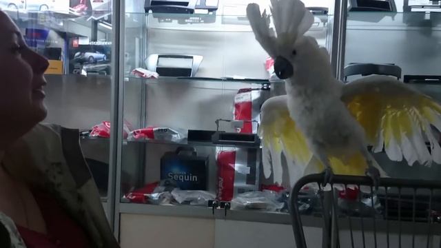 Попугай Стёпа. Полёт из Австралии смотреть онлайн