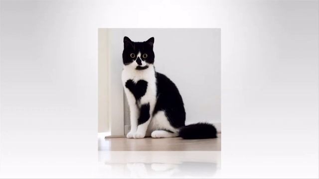 Милые зверушки с сердечками смотреть онлайн