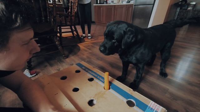 ИГРА ДЛЯ ЛАБРАДОРА смотреть онлайн