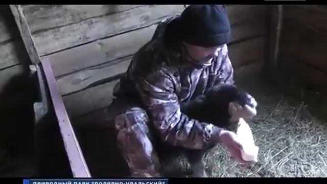 Малышка овцебык смотреть онлайн