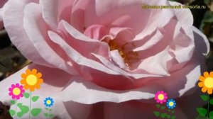 Роза чайно-гибридная Ева. Краткий обзор, описание характеристик, где купить саженцы Eva