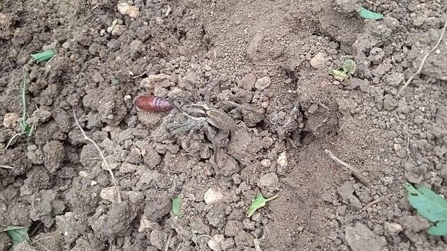 Нашли паука- красавца. Часть 2. смотреть онлайн