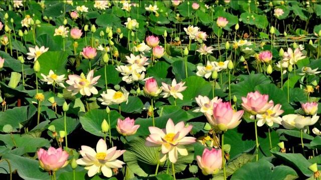 Закон Свободной Воли глазами ребенка