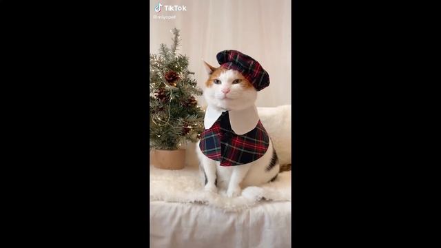 Tik Tok Funny Cute Pets Christmas Edition ?? смотреть онлайн