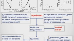 Вертышев Александр, 2019. Тема №1 - Виды тренировочных средств