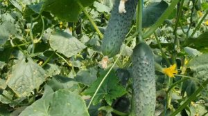 Овощи Растут. Огурец Лютояр и Мадейра, сравнение.