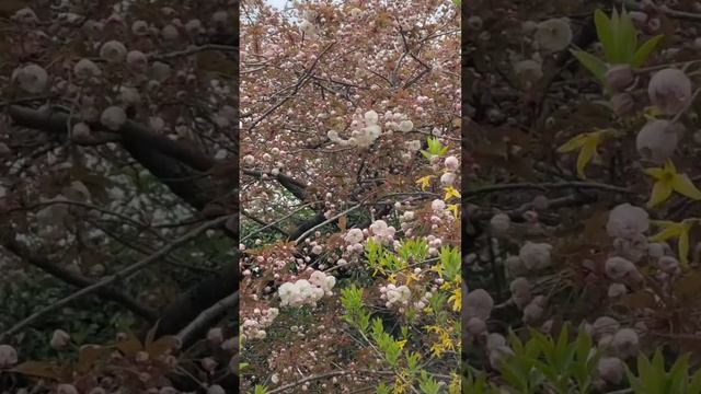 Моя жизнь в Швейцарии. Адаптация продолжается. 19.04.23 смотреть онлайн