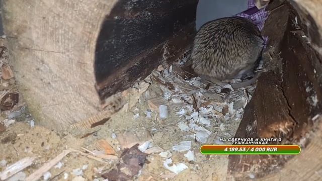 Кровожадный тушканчик life смотреть онлайн