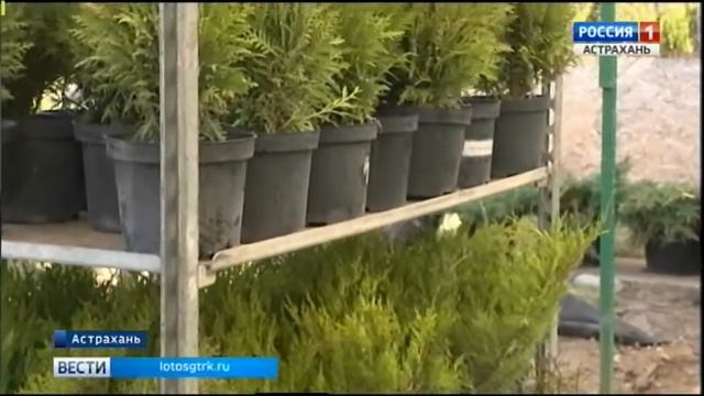 Астраханцев призывают озеленять Каспийскую столицу смотреть онлайн