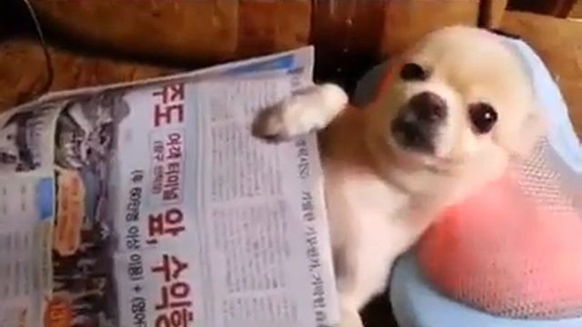 У чихуахуа жизнь удалась смотреть онлайн