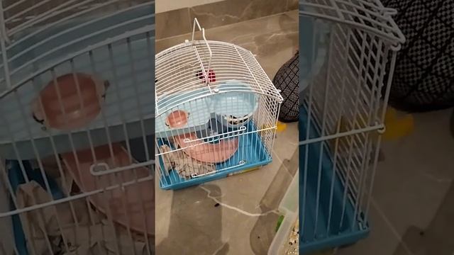 Как я ухаживаю за джунгарскими хомячками. смотреть онлайн