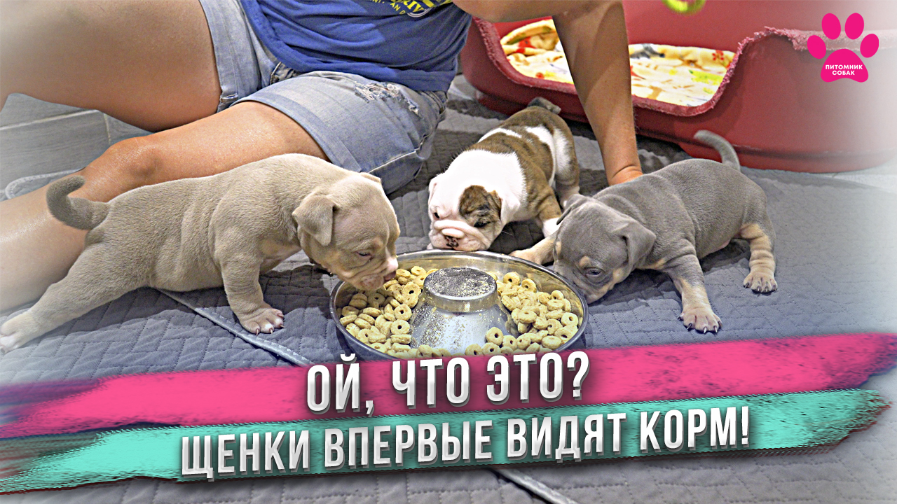 Щенки покидают маму навсегда! Молока больше не будет! Теперь надо есть сухой корм! Понравится им? смотреть онлайн