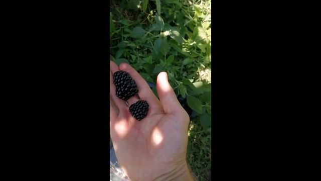 БлэкМэджик ремонтантная ежевика смотреть онлайн