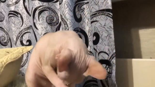 Отобранный сфинкс, которого били до синяков! смотреть онлайн