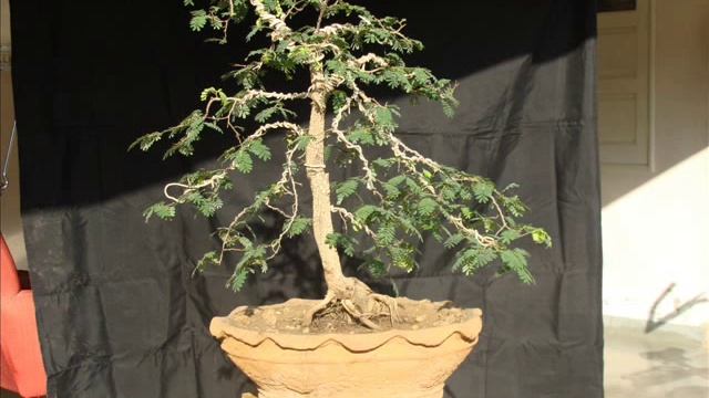 Tamarind Indica bonsai in ahmedabad + gujarat + INDIA смотреть онлайн