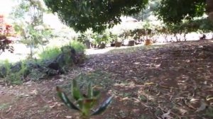 True Adenium Socotranum vs. Thai Soco (tranum)