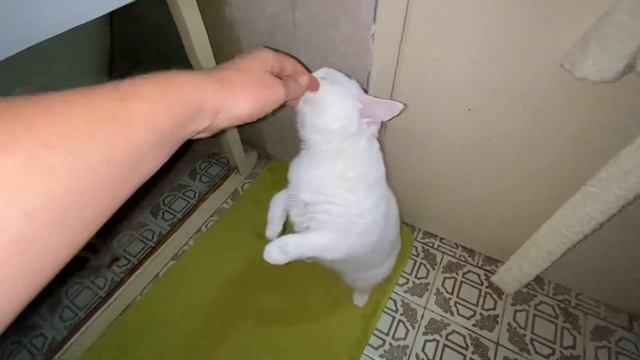 Кошка Мася хочет любви и ласки смотреть онлайн