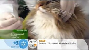 Что делать, если котик проглотил мишуру или новогодний дождик?