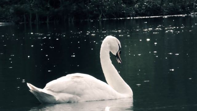 Panasonic VX870 Nature Footage смотреть онлайн