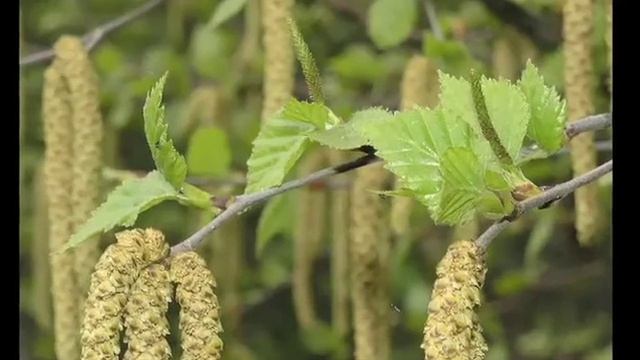 Betula pendula, Betulaceae (European weeping birch) смотреть онлайн