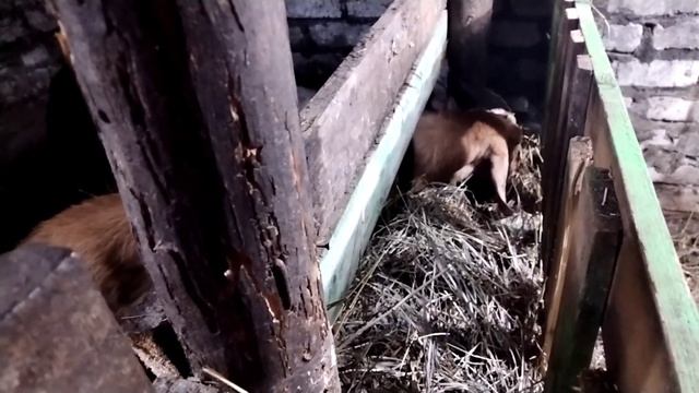 КОЗЕЛ ?Зачем нужен |Как выбрать|Англо-нубийские козы смотреть онлайн