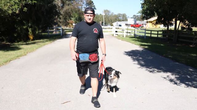 STOP LEASH PULLING IN 5 MINUTES! PRO DOG TRAINING TIPS! смотреть онлайн