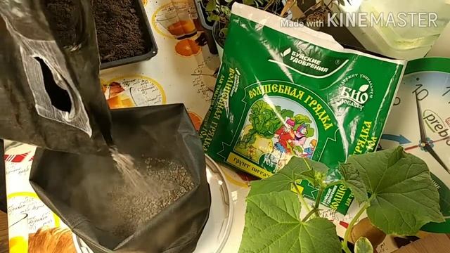 Выращивание помидор и огурцов в тканевых горшках. #тканевыйгоршок смотреть онлайн