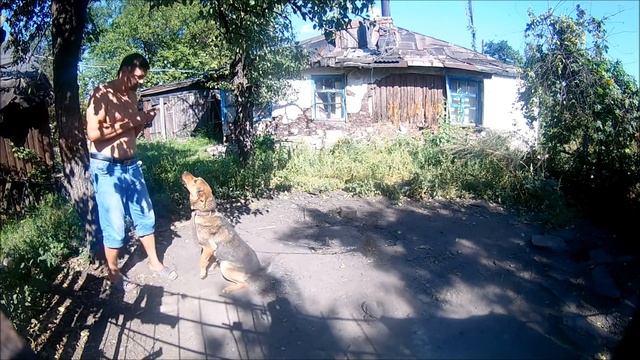 Воспитание злой собаки