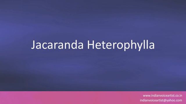 Pronunciation of the word(s) "Jacaranda Heterophylla". смотреть онлайн