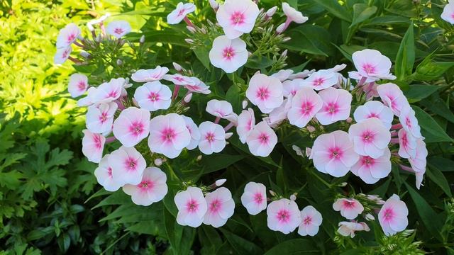 Unser Garten - Phlox weiß-rosa (Ende Juni) смотреть онлайн