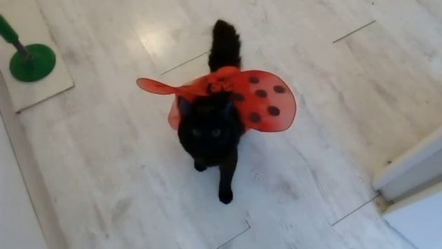 кот бабочка смотреть онлайн