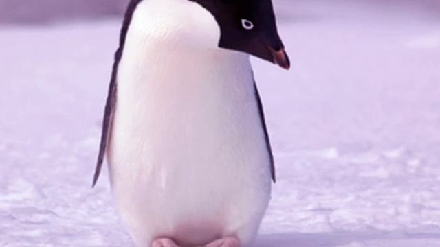 Penguin Facts - Facts About Penguins