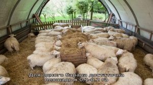 Как разводить овец в домашних условиях?