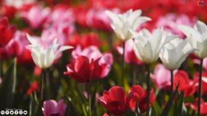 РЕЛАКС: Эта нежная чарующая мелодия успокаивает душу! Музыка Сергей Грищук! Цветы