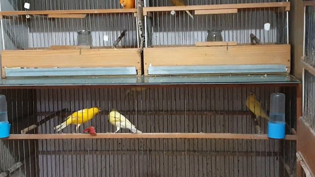 Канарейки 29 декабря 2021 г. смотреть онлайн