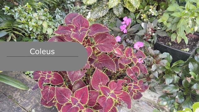 Top Ten Purple Leaves/ Red leaves. Fillers and Small Shrubs/Tree. Great for Subtropical Gardens. смотреть онлайн