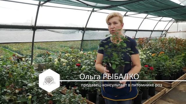 Царица сада. Розарий своими руками на даче смотреть онлайн