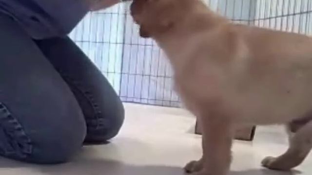 Labrador Retriever Puppy Temperament Test смотреть онлайн