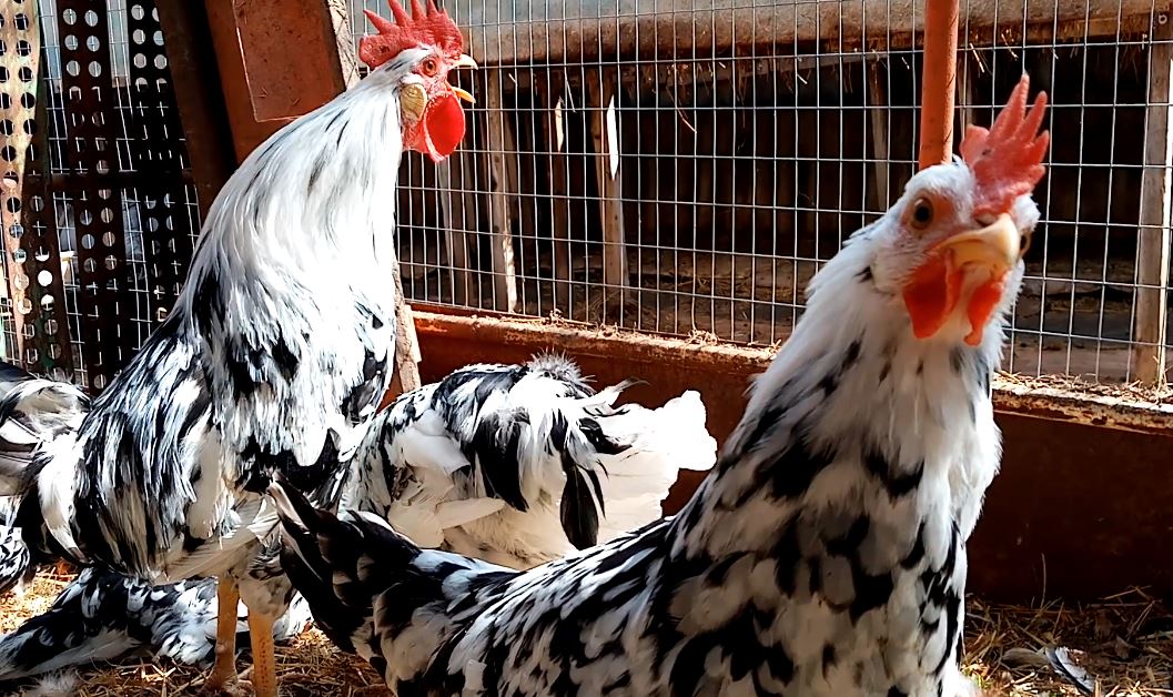 Леггорн Далматинец - лучший выбор. смотреть онлайн