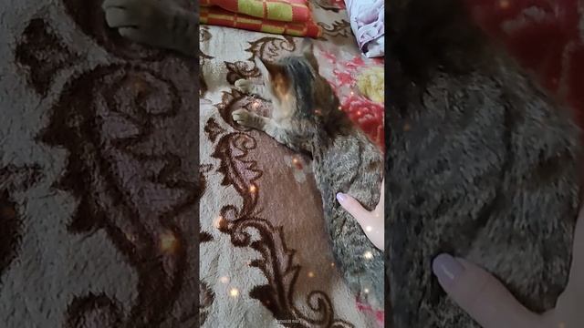 Кошачья жизнь.