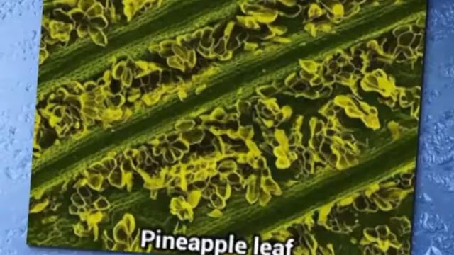 Что можно увидеть под электронным микроскопом? смотреть онлайн