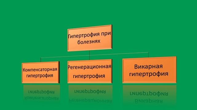 Гипертрофия. Патологическая анатомия.