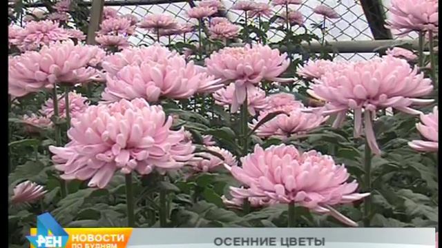 Цветочный наряд для города на следующее лето уже готовят в Иркутске смотреть онлайн