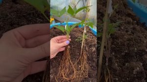 Упаковка клематисов для отправки почтой