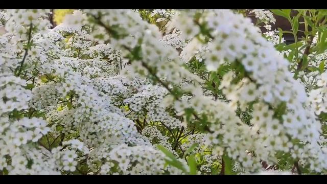 Цветущая ВЕСНА. Красота в деревне. Релакс видео... смотреть онлайн