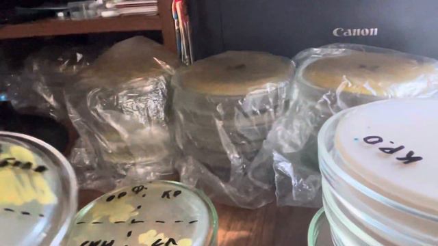 Выделение чистых бактерий из покупного препарата.