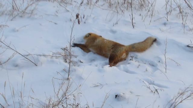 Охота на лис!Попался огонёк! смотреть онлайн