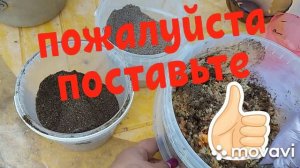 Какой мешанкой кормлю бройлеров в жару. Как сделать мешанку для бройлеров.