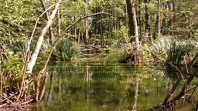 Звуки природы. Звуки тропического леса, пение птиц и журчание реки. Для сна, релаксации и медитации