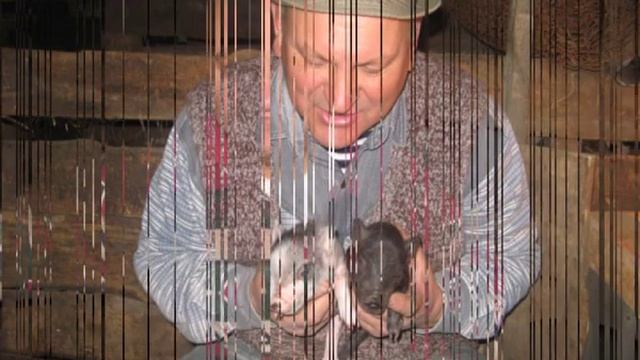 Рожает свинка смотреть онлайн